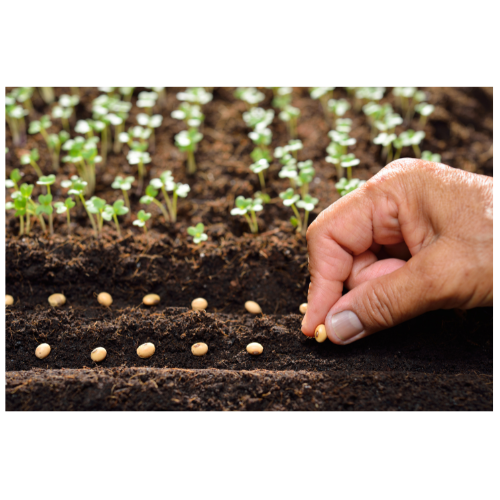 germinating seeds