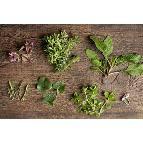 edible plants