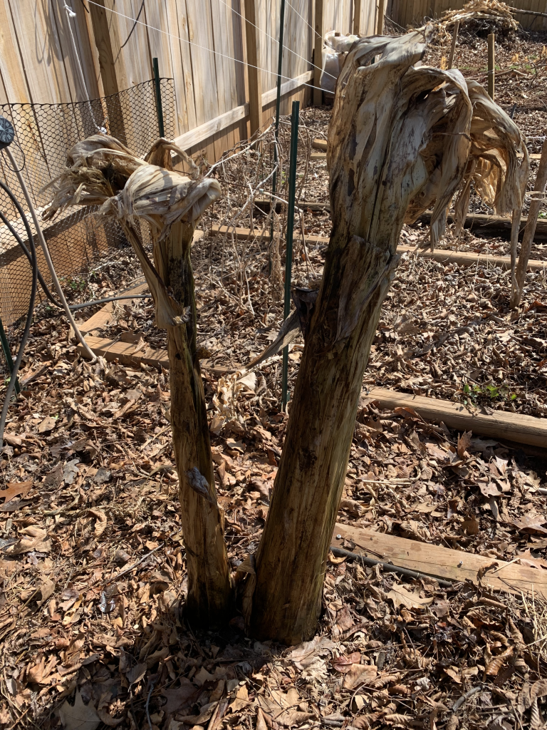 an unwrapped banana plant after being winterized in zone 7.