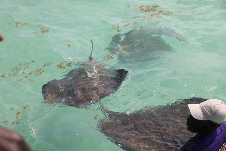 swim with the stingrays